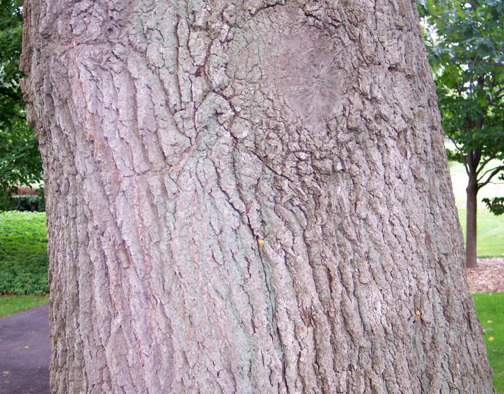 Trunk of the Black Oak