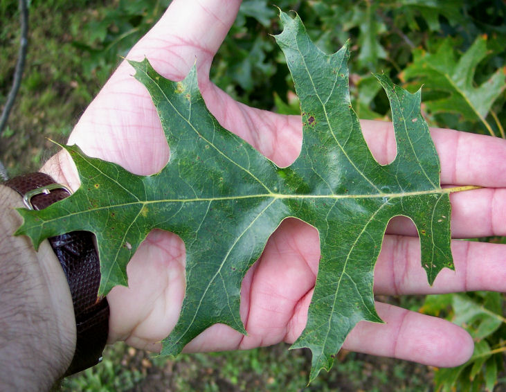 Leaf of the Black Oak