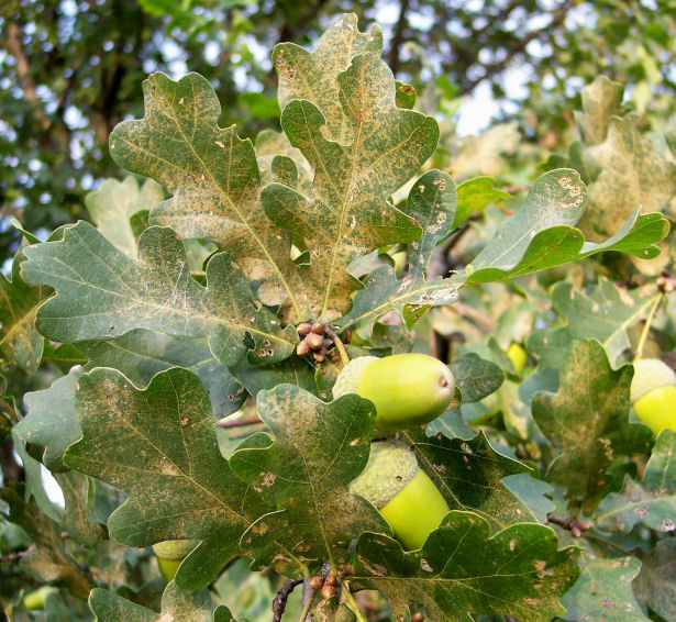 Leaf and Fruit of the English Oak