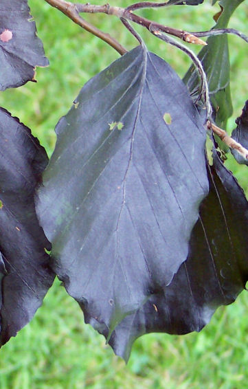 Leaf of the European Beech