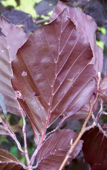 Leaf Reverse of the European Beech