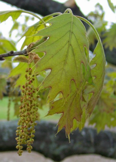 Flower and Leaf of the Northern Pin Oak