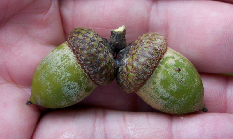 Fruit of the Northern Pin Oak