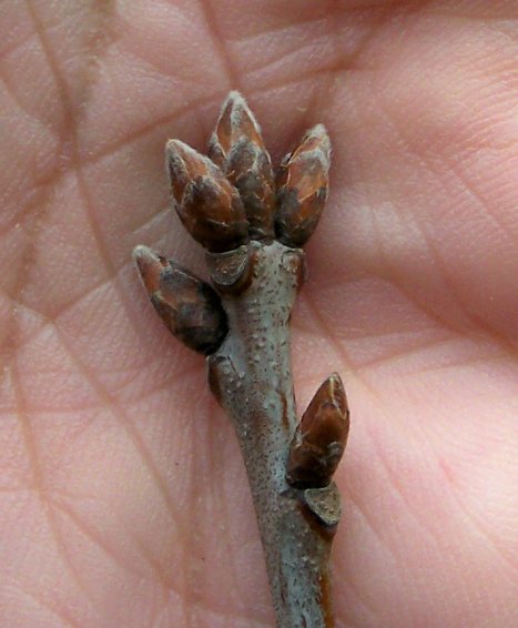 Bud of the Northern Red Oak