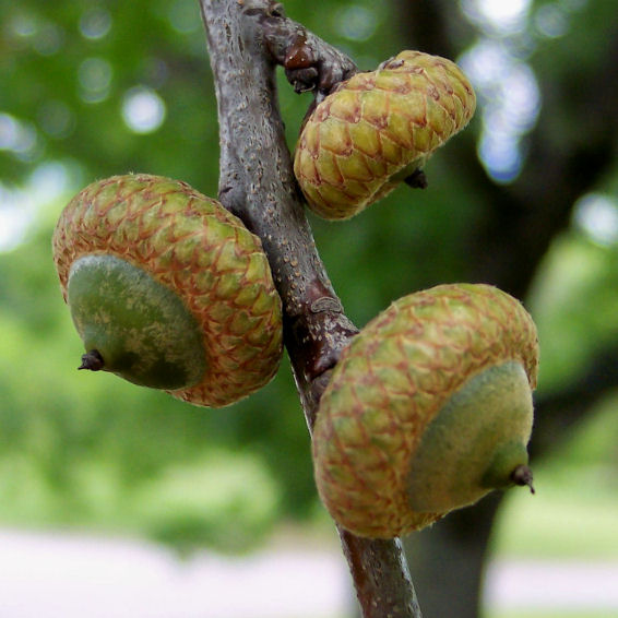 Fruit of the Northern Red Oak