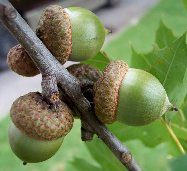 Fruit of the Northern Red Oak