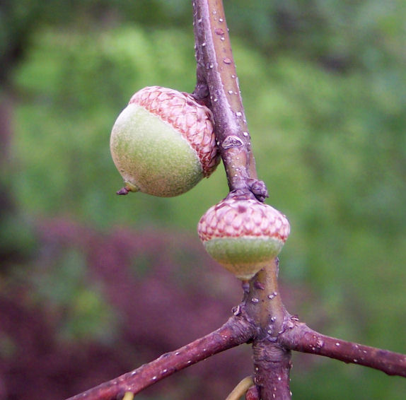 Fruit of the Pin Oak