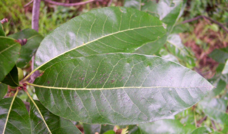 Leaf of the Shingle Oak