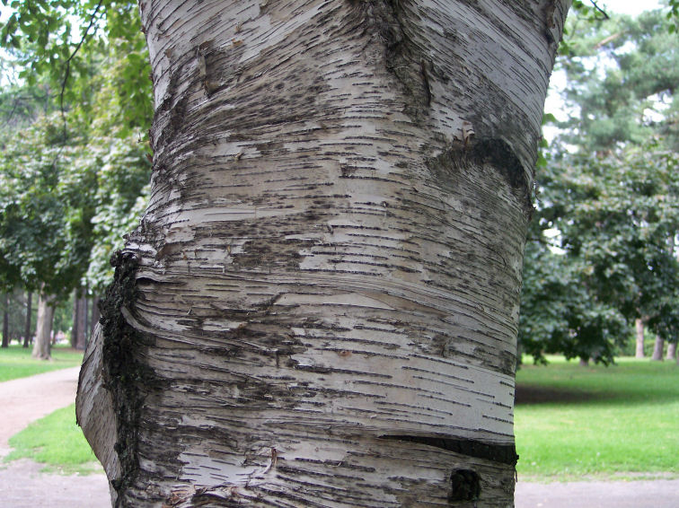 Bark of the Grey Birch