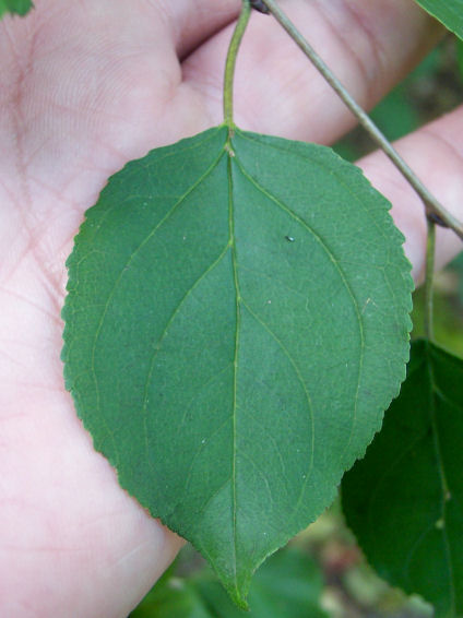 Leaf of the European Buckthorn