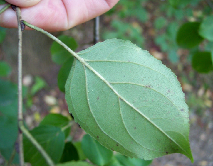 Reverse Leaf of the European Buckthorn