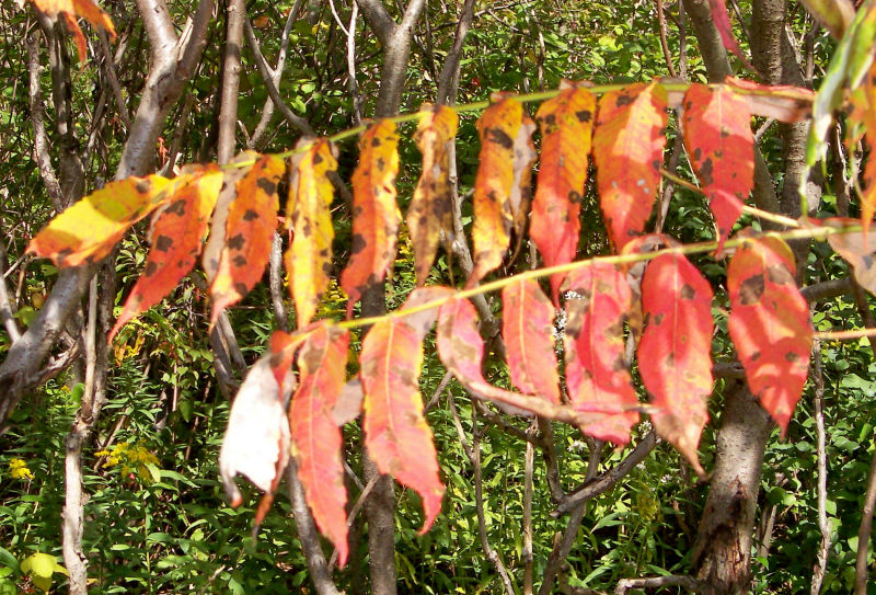 Leaves of the Staghorn Sumach