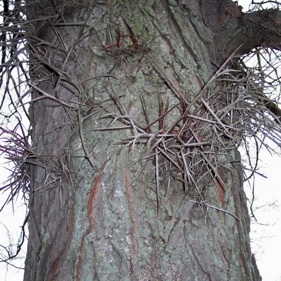 Trunk and Thorns of the Honey-Locust