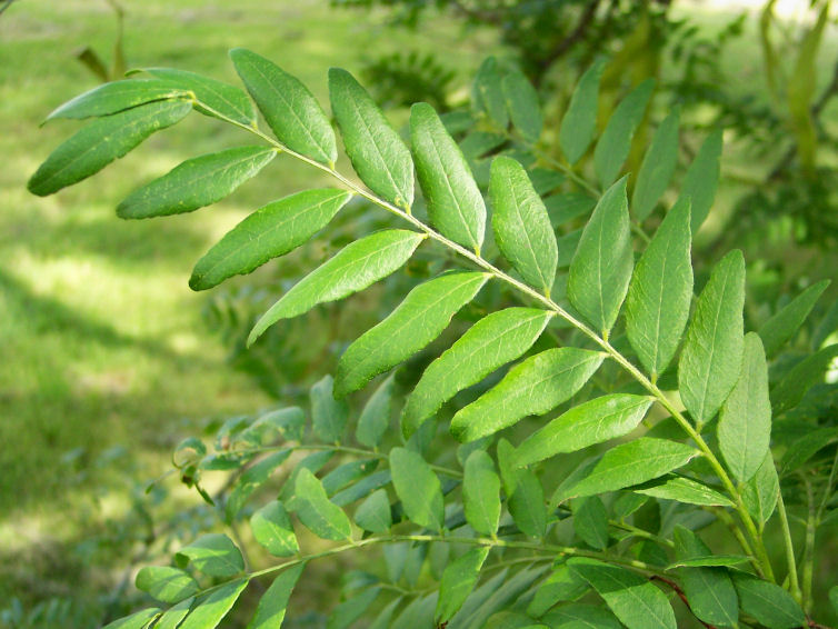 Leaf of the Honey-Locust