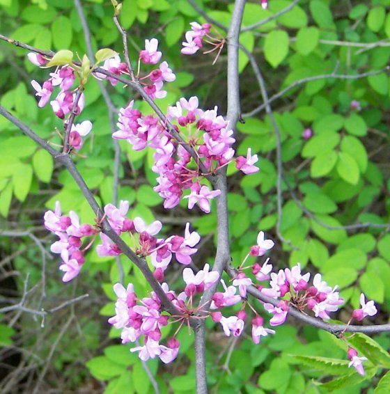 Flowers of the Eastern Redbud