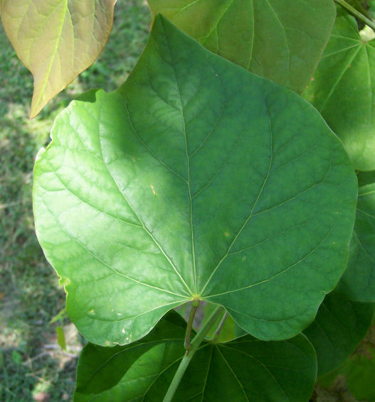 Leaf of the Eastern Redbud