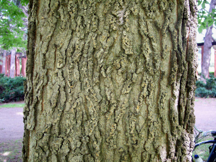 Trunk of the Common Hackberry