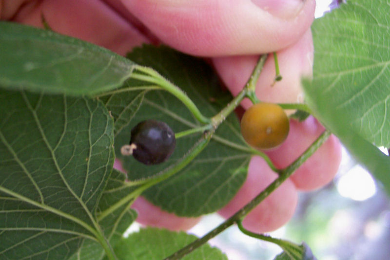 Fruit of the Common Hackberry