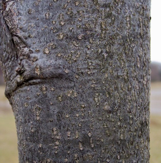 Trunk of the American Basswood