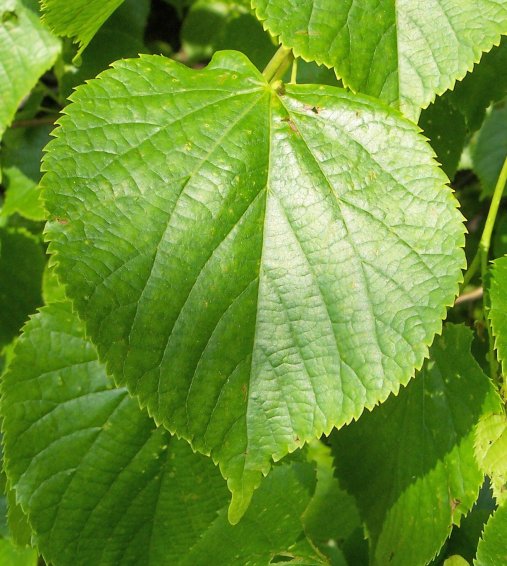 Leaf of the Paleleaf Linden