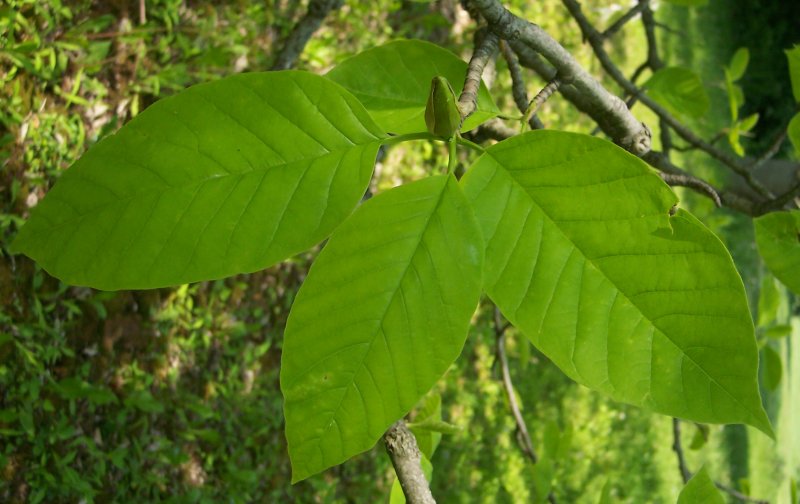 Leaves and Bud of the the Cucumber-Tree