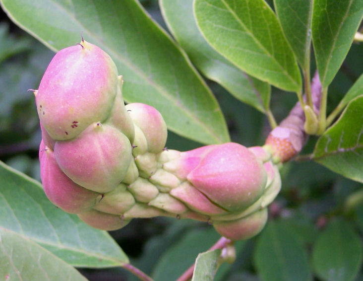 Fruit of the Magnolia