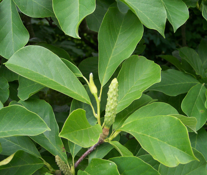 Leaves and Fruit of the Magnolia
