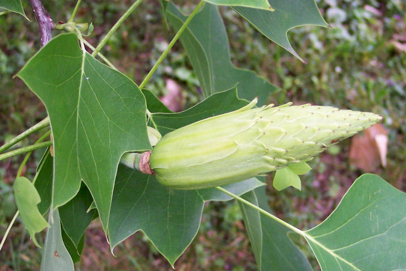 Fruit of the Tulip-Tree
