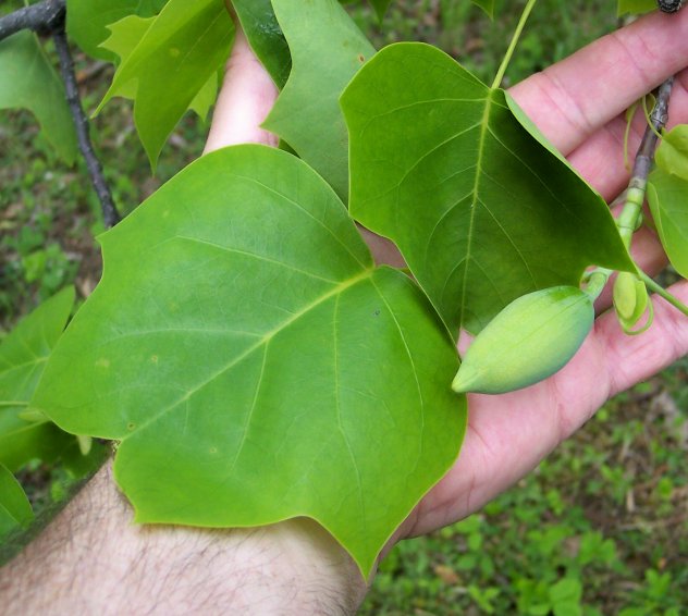 Leaf and Flower Bud of the the Tulip-Tree
