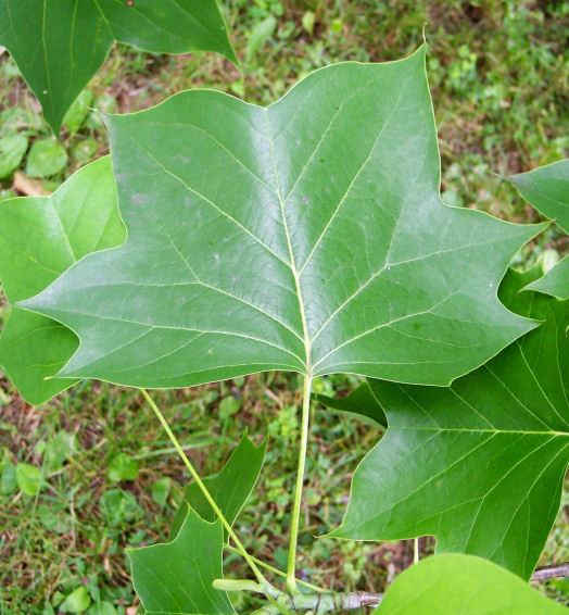 Leaf of the Tulip-Tree