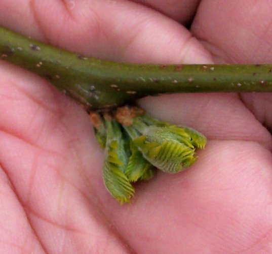 Bursting Bud of the American Sycamore