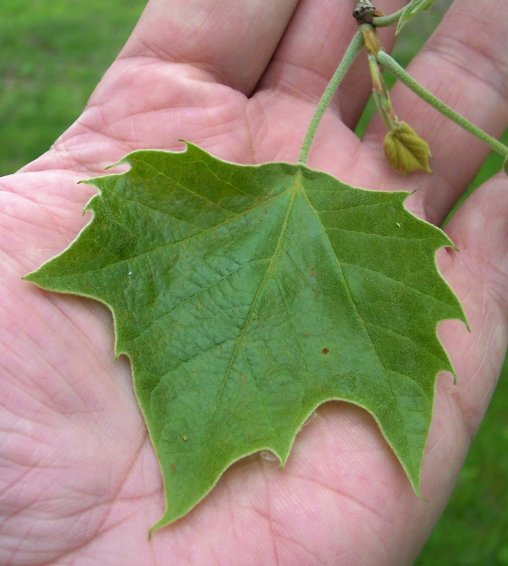 Leaf of the American Sycamore