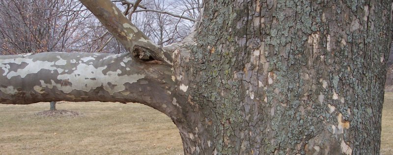 Trunk of the American Sycamore