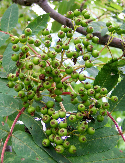 Fruit of the American Mountain-Ash