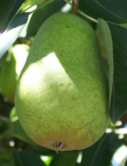 Fruit of the Common Pear