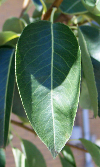 Leaf of the Common Pear
