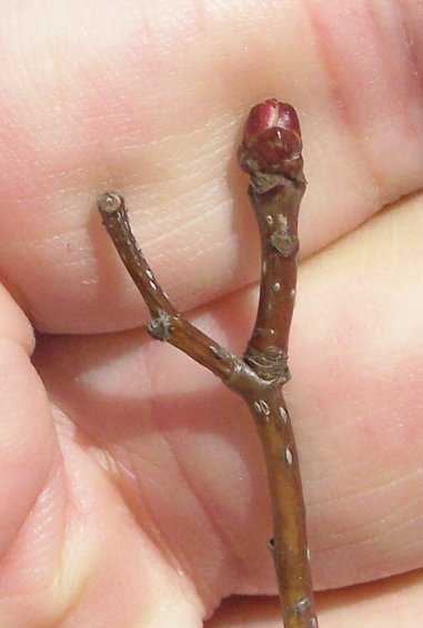 Bud of the Downy Hawthorn