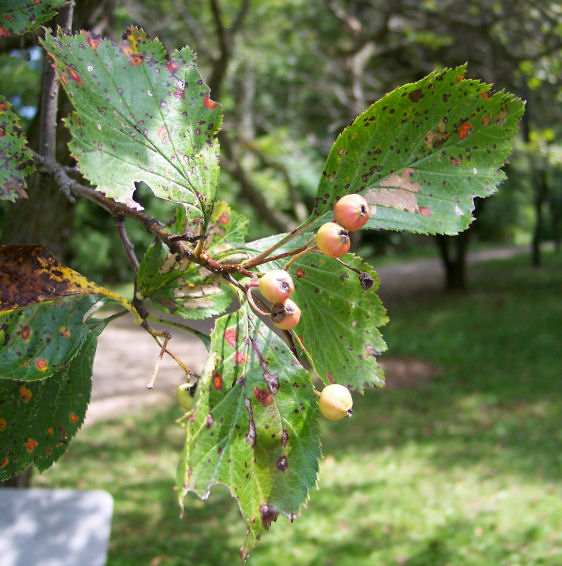 Leaves and Fruit of the Downy Hawthorn