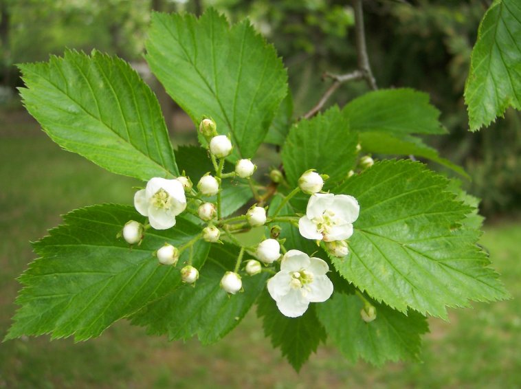 Leaves and Flowers of the Downy Hawthorn