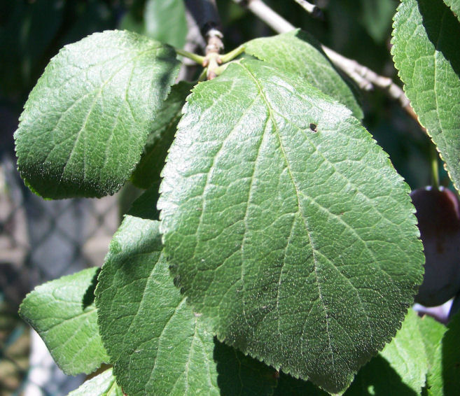 Leaf of the Garden Plum