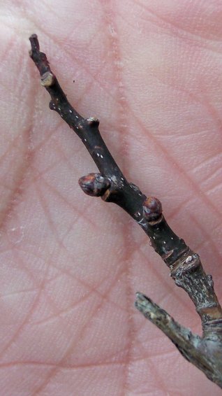 Bud of the Oneseed Hawthorn