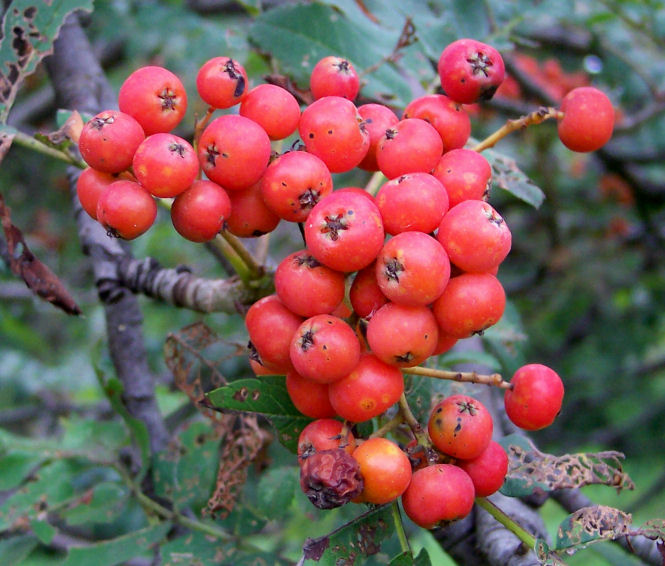 Fruit of the Showy Mountain-Ash