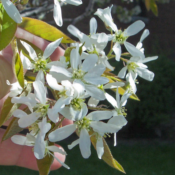 Flowers of the Smooth Serviceberry