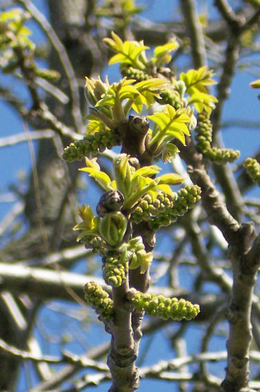 Bud and Leaves of the Black Walnut