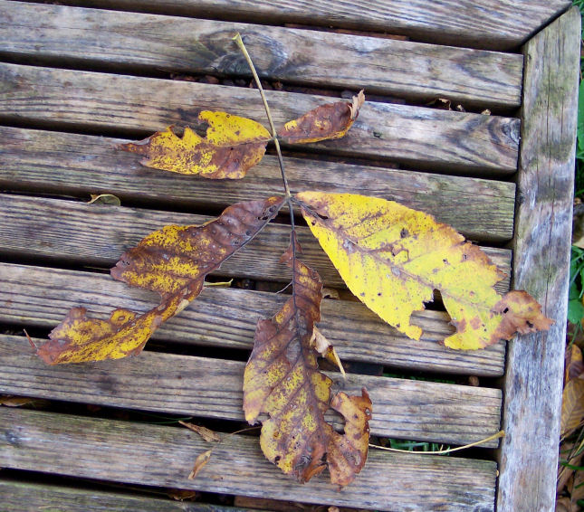 Leaf of the Shagbark Hickory