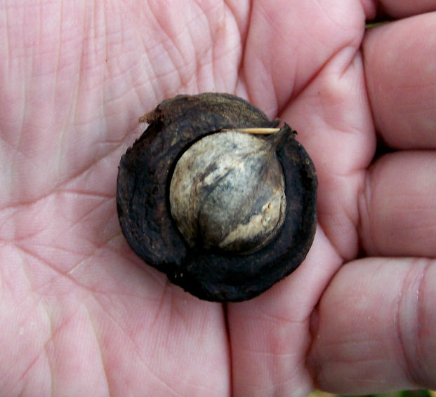 Nut of the Shagbark Hickory