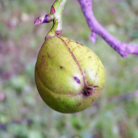 Fruit of the Shellbark Hickory