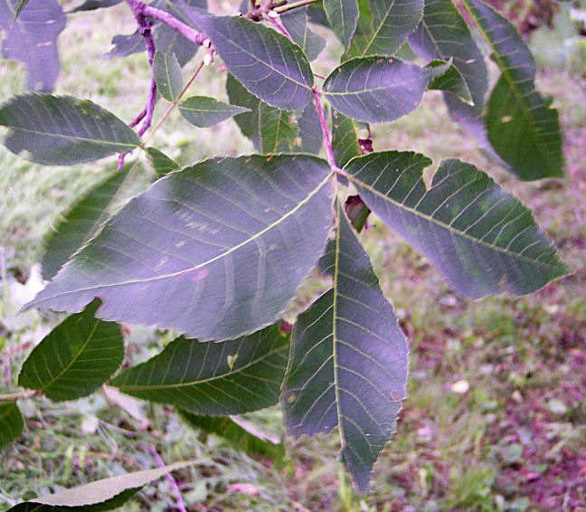 Leaf of the Shellbark Hickory