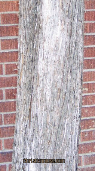 Bark of the Eastern Red Cedar