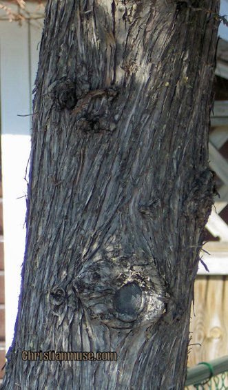 Bark of the Eastern White Cedar